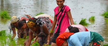 Climate Change women paddy f