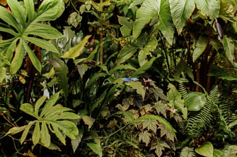 Vecteezy Butterfly on plants