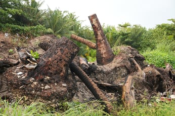 Vecteezy uprooted palm tree stump