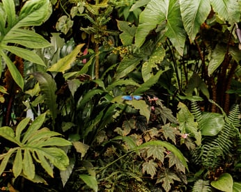 Vecteezy Butterfly on plants