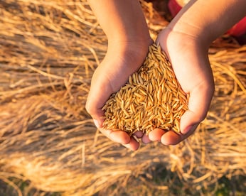 Vecteezy hands holding organic rice 2182602