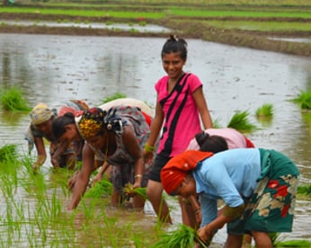 Climate Change women paddy f