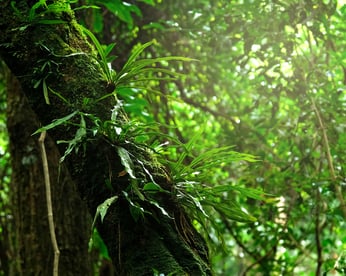 Vecteezy Tropical Forest