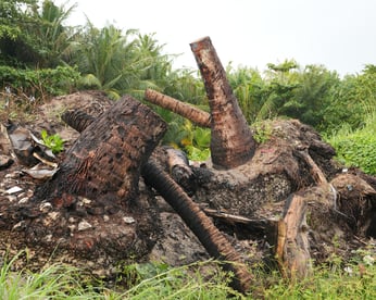 Vecteezy uprooted palm tree stump