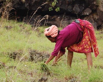 Woman in field twitter2